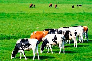 Köye Dönene Hayvancılıkta Hibe Desteği