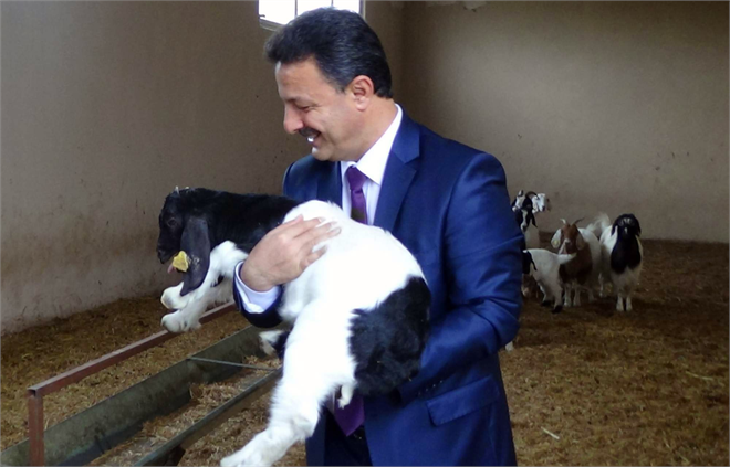 Siirt Üniversitesi ne 50 Adet Romanov Irkı Koyun Alındı