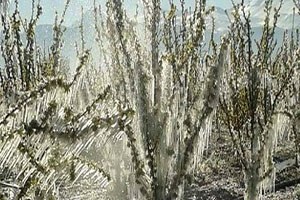 Bursa Şeftalisinde Don ve Kırağı Tehdidi