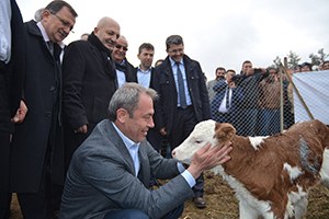 Denizli de Üreticilere 250 Gebe Düve Dağıtıldı