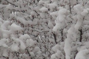 Erken Çiçek Açan Meyve Ağaçlarını Don Vurdu