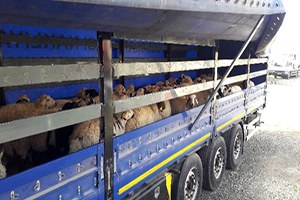 Kaçak Hayvan Hareketleri Toplantısı