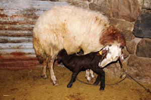 Koyunlarla Kuzuların Buluşma Anı