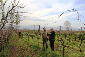 İznik te Yaşanan Don Zararına Yerinde İncelemede