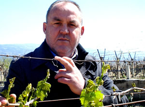 Sarıgöl de Üzüm Bağlarını Don Vurdu