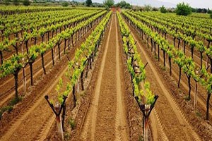 Uzunköprü de Bağ Çubuğu Fidanı Dağıtıldı