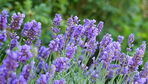 Bolvadin de Lavanta Ekimine Başlandı