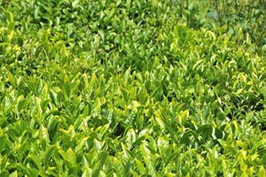 Doğu Karadeniz in İhracatı Yüzde 6 Düştü