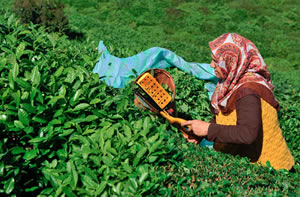Çay Destekleme Primleri Ödeniyor