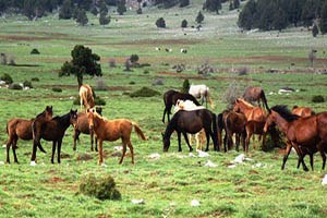 Binlerce Vahşi At Kaderine Terk Edildi
