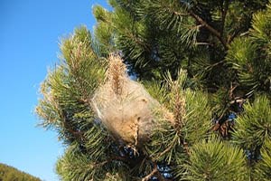 Çam Ormanlarına Terminatör Güvenlik