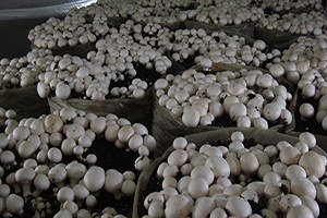 Erdemli de Üzüm ve Kültür Mantarı Yetiştiriciliği Kursu