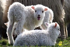 Kuzuların Süt Koşusu