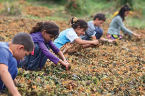 Mevsimlik Tarım İşçilerinin Çocuklarına Mobil Sınıflar Açılacak