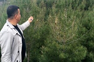 Amanoslar da Çam Kese Böceği Tehlikesi