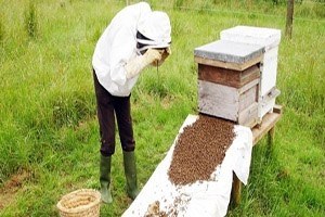 Bayburt ta Arı Yetiştiricileri Bilgilendirildi