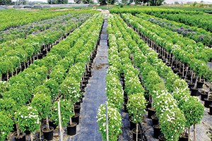 Güroymak ta Fidan Satışları Başladı