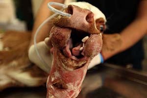 Üç Çeneli Üç Dilli Buzağı