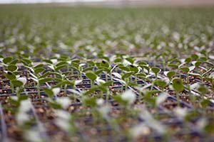 Yetiştirdiği Fidelerle Çocuklarını Okuttu