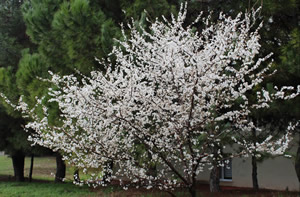 Meyve Yetiştiricilerinin Don Tedirginliği