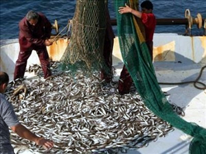 Türkiye Hamsinin Tadını Unutabilir