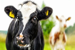 Bolu da Şap Hastalığıyla Mücadele