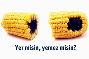 Türkiye de Yetiştirilen Mısırlar Gdo İçermiyor