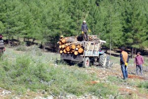 Kahramanmaraş ta Taş Ocağı İçin Binlerce Ağaç Feda Edildi