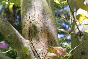 Erfelek Kestanesine Dal Kanseri Darbesi