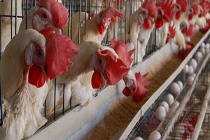 Bilecik te Kanatlı Sektöründe Biyogüvenlik Toplantısı