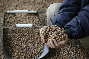 Fındık Üreticisinde Fiyatların Yükseleceği Beklentisi