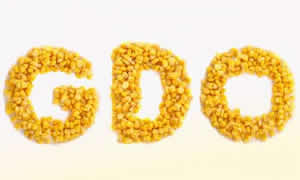 GDO Yeni Bir Versiyonla Avrupa ya Girmeye Hazırlanıyor