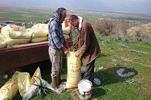 Aydın da Yılın İlk Mera Islahı Gübreleme Çalışmaları Tamamlandı