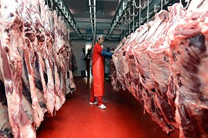 Büyükbaş Hayvan Sayısı Azaldı