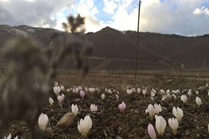 Pasinler de Baharın Müjdecisi Kardelenler Açtı