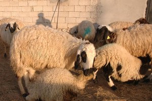 Çaldıran da Yem Sıkıntısı