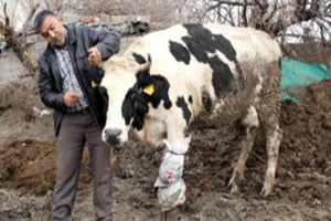 Ahırda Elektrik Akımına Kapılan 8 Büyükbaş Telef Oldu