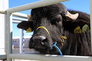 Sivas ta Köylülere Damızlık Manda Dağıtıldı