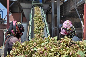 Yer Fıstığının Yükü Kadın İşçilerin Sırtında
