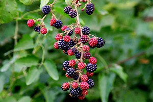 Sivas ın Köylerinde Böğürtlen Bahçeleri Oluşturulacak