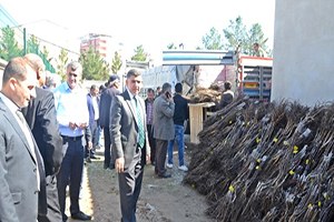 Çiftçilere Ceviz Ağacı Fidanı Dağıtıldı