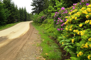 Ordu da 5 Bal Ormanı Kuruldu