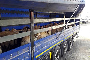 Hatay da 4 Tır Kaçak Hayvan Ele Geçirildi