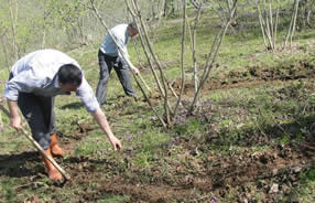 Fındıkta Azotlu Gübre Uygulamasına Dikkat