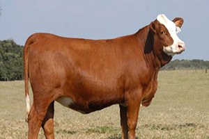 Çalınan Sığır Otomobil İçinde Bulundu