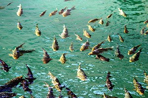 Keban da Su Ürünleri İstişare ve Avlanma Yasağı Toplantısı