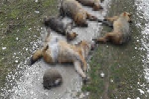 Muğla da 32 Hayvan Tarım İlacıyla Katledildi