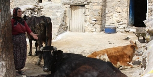 Ergani de Şap Hastalığı