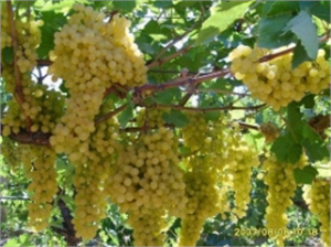 Üreticiler Ürünlerini Avrupa Pazarlarına Hazırlıyor