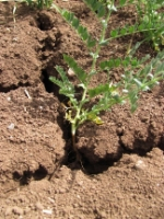 Verimli Topraklar Kuraklıktan Çatlıyor